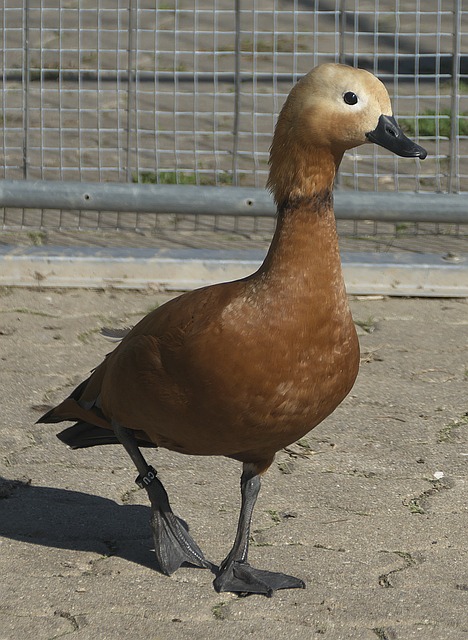 短板